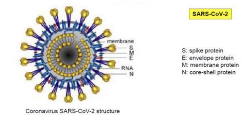 図表１：　新型コロナウィルス(SARS-CoV2)のタンパク質抗原