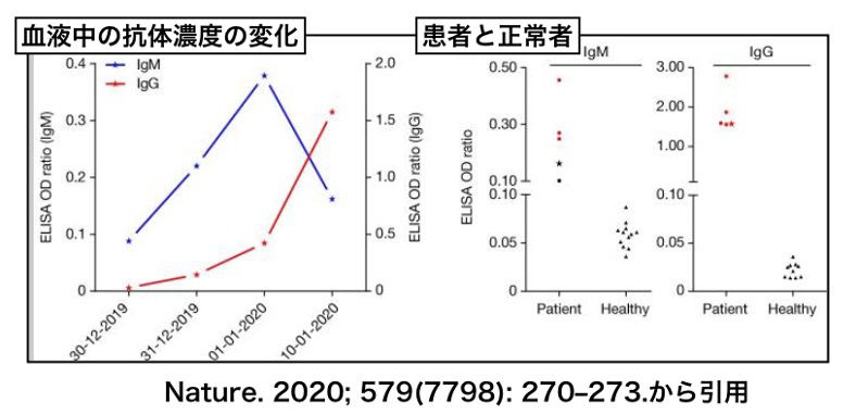 図表２：　左　新型コロナウィルスの患者さんにおける血中IgM(青)とIgG(赤)の変化